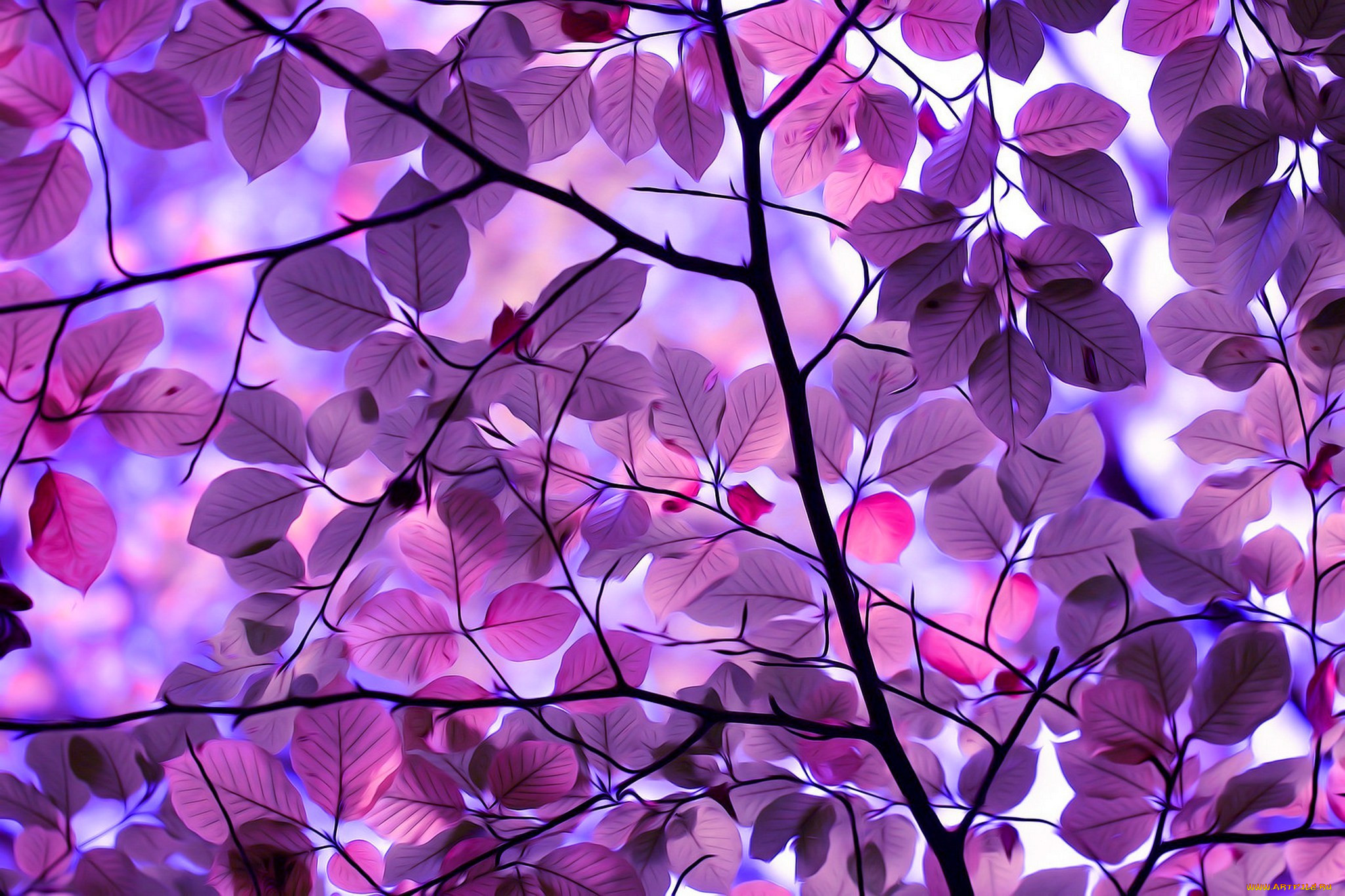 ,  , tree, leaves, nature, , , , 